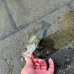 ラージマウスバス