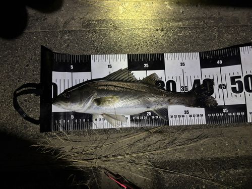 セイゴ（マルスズキ）の釣果