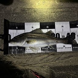 セイゴ（マルスズキ）