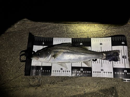 セイゴ（マルスズキ）の釣果