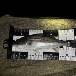 セイゴ（マルスズキ）