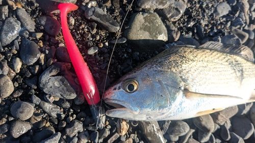 ニベの釣果