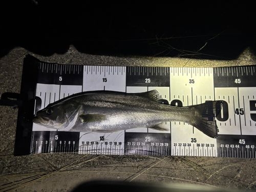 セイゴ（マルスズキ）の釣果