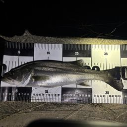 セイゴ（マルスズキ）