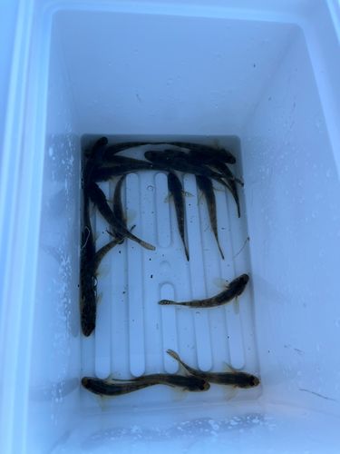 養老川臨海公園