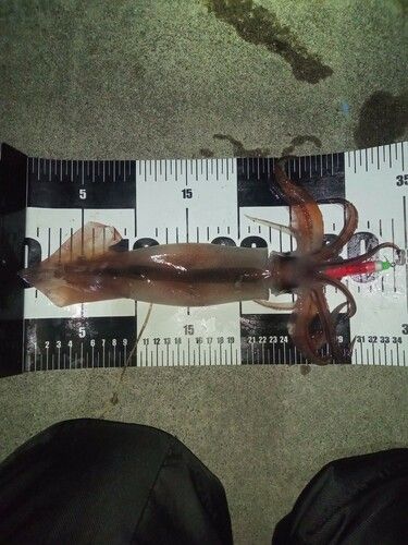 スルメイカの釣果