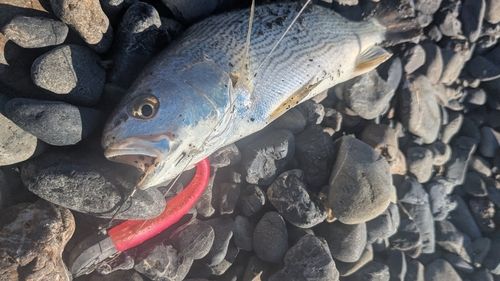 ニベの釣果