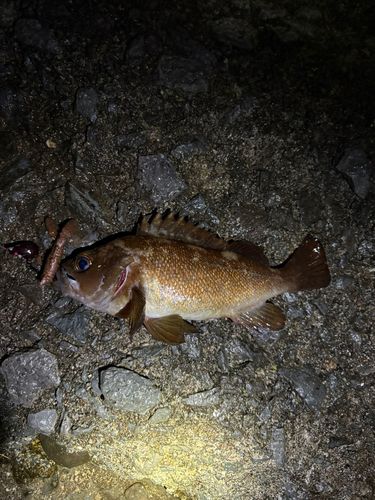 エゾメバルの釣果