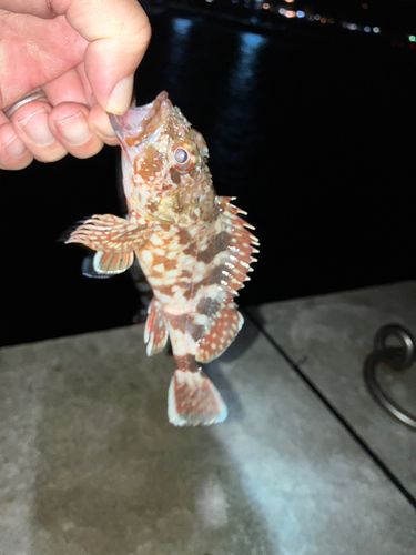 タケノコメバルの釣果