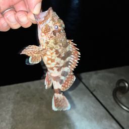 タケノコメバル