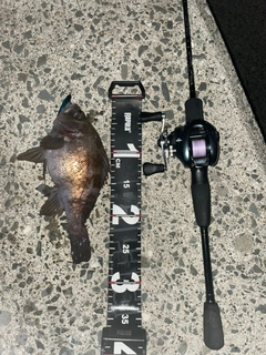 シロメバルの釣果