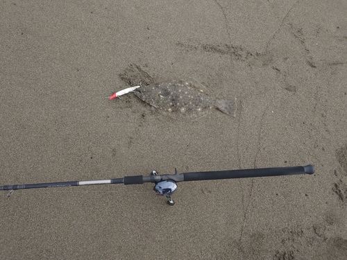 ヒラメの釣果