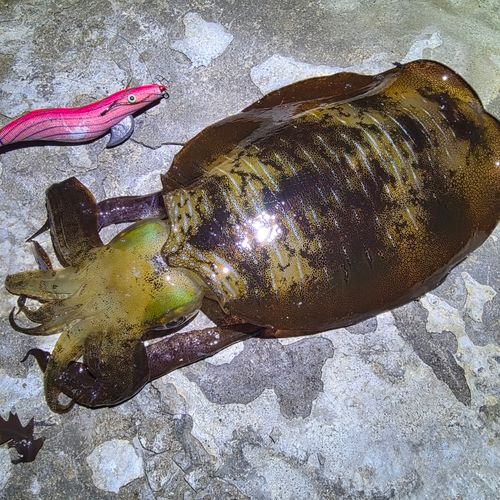 アオリイカの釣果