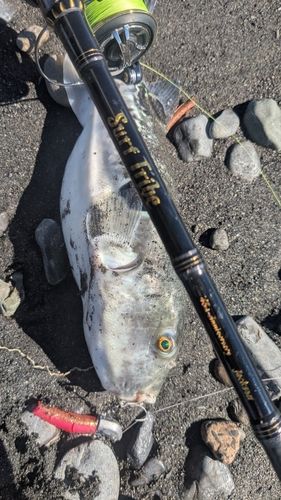 トラフグの釣果