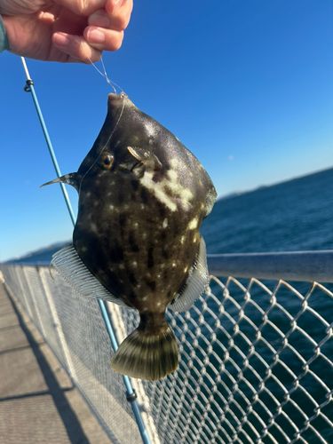 カワハギの釣果