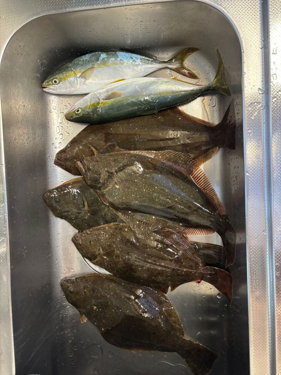 ツリンガーＺさんの釣果 1枚目の画像