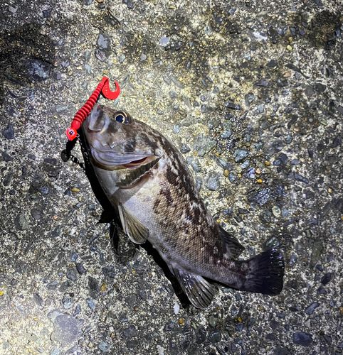 クロソイの釣果