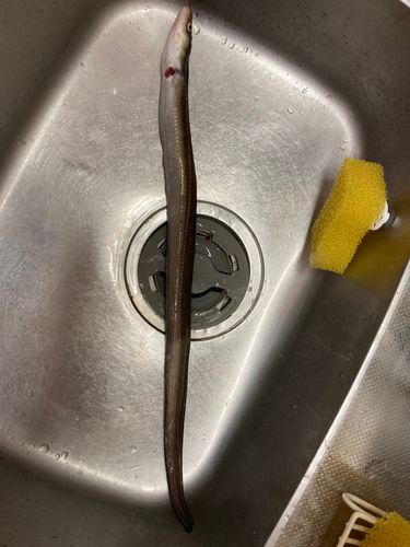 マアナゴの釣果