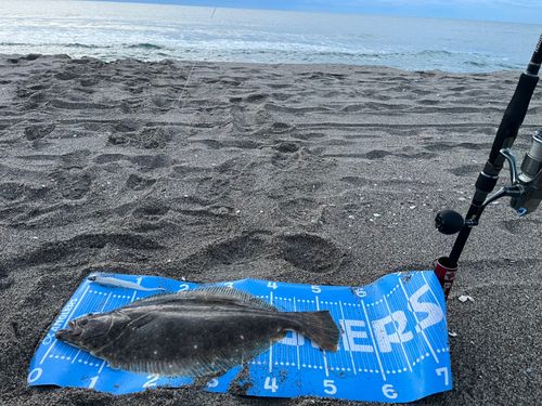 ヒラメの釣果