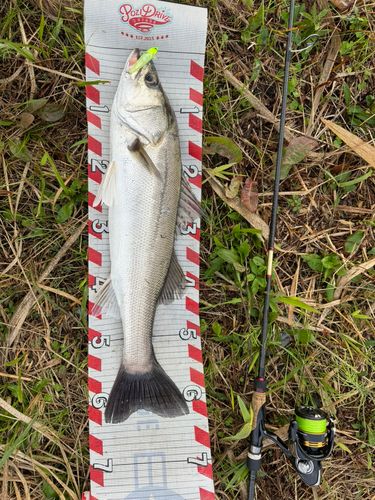 シーバスの釣果