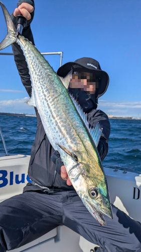 サワラの釣果