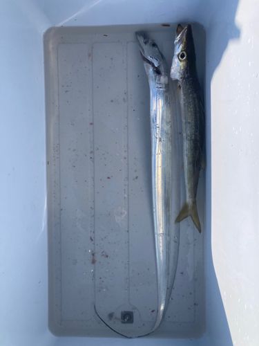 タチウオの釣果