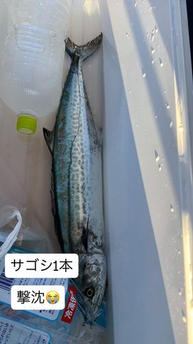 サゴシの釣果