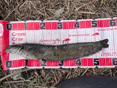 マナマズの釣果