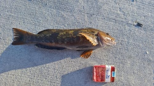 クロソイの釣果