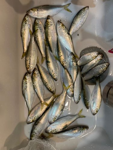 黒島（新居浜）