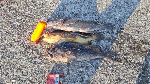 クロソイの釣果