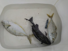 シマアジの釣果