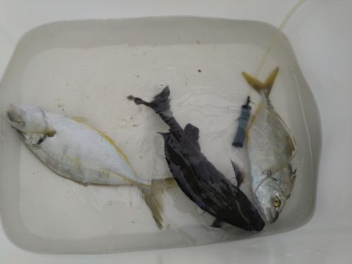 シマアジの釣果