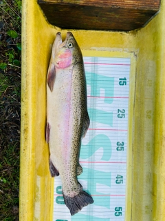 ニジマスの釣果