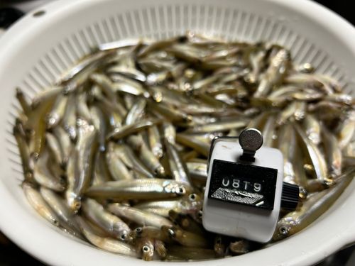 さかなやワンド