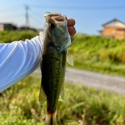 ラージマウスバス