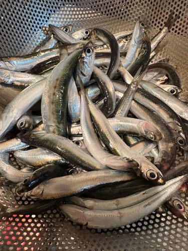 カタクチイワシの釣果