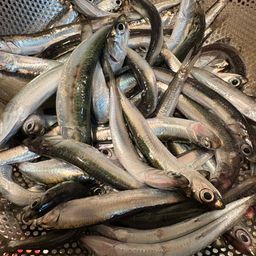 カタクチイワシ