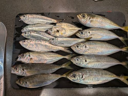 アジの釣果