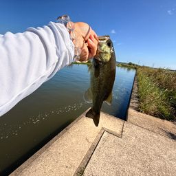 ラージマウスバス