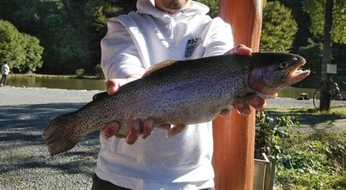 トラウトサーモンの釣果