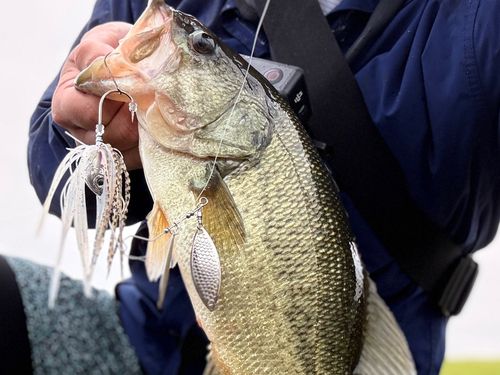 ラージマウスバスの釣果