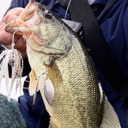 ラージマウスバス