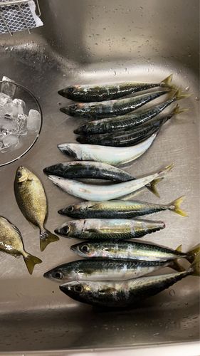 サバの釣果