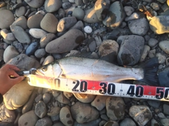 ヒラスズキの釣果