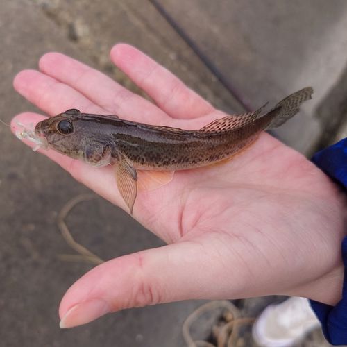 マハゼの釣果
