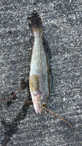 エゾメバルの釣果