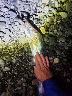 テンジクタチの釣果