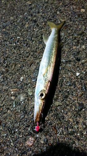 カマスの釣果