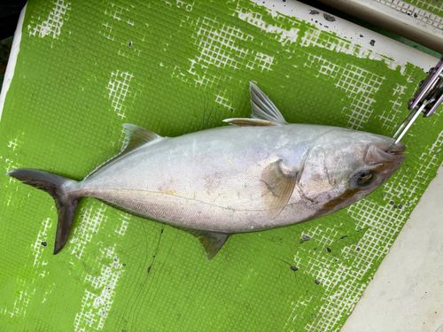 カンパチの釣果